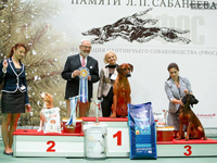 баварская гончая