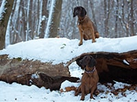 bavarian hound
