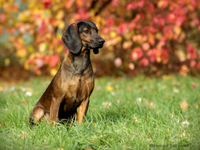 баварская гончая Birth Indra Amulet Soul bavarian hound