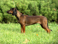 баварская гончая Birth Indra Amulet Soul bavarian hound