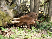  баварская гончая