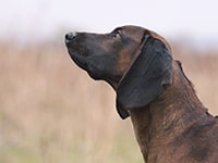 баварская гончая